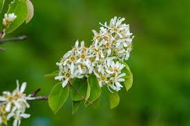 <p>The twigs of the Downy Serviceberry have scattered, visible lenticels (pores), and young twigs are often pubescent. The buds are long and pointed, usually around 1/2″ long. They are typically red, have hairy margins, and have a few scales. They also tend to “hug” the twig.</p>