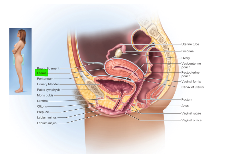 <p>Uterus </p>