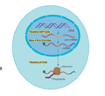 <ul><li><p><strong><u>Gene expression</u></strong> is the process by which the instructions in a gene are used to make a function product, like a protein.</p></li><li><p>This process determines how cells use genetic information to perform specific tasks and create the traits we see (phenotypes).</p></li></ul><p></p>