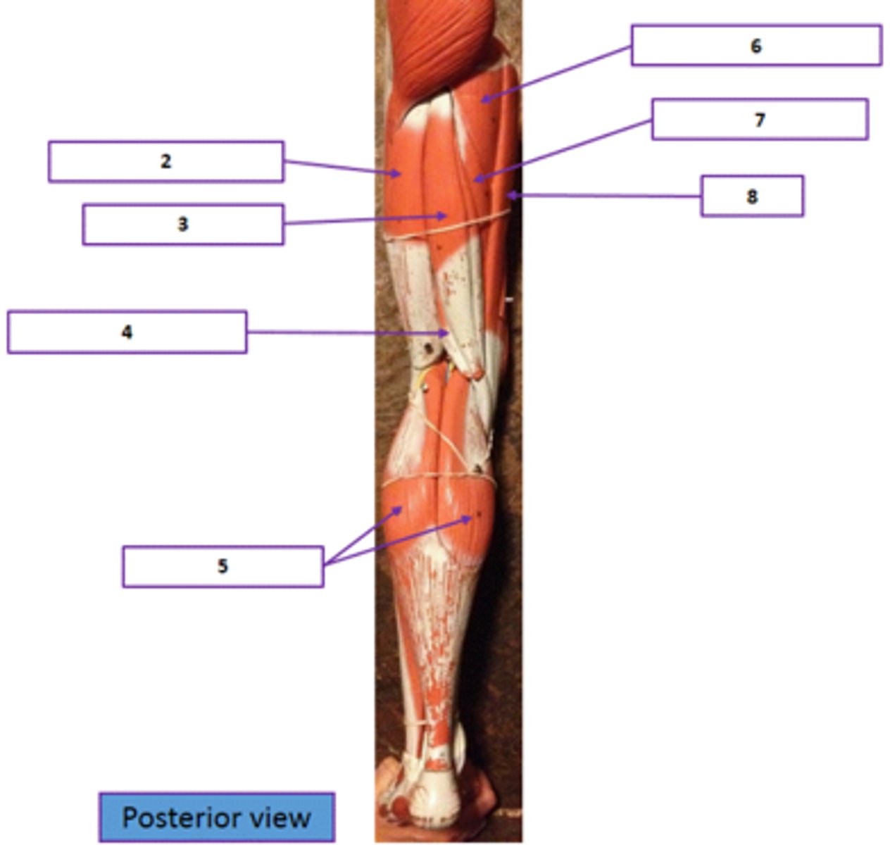 <p>Identify the muscle labeled as 7.</p>