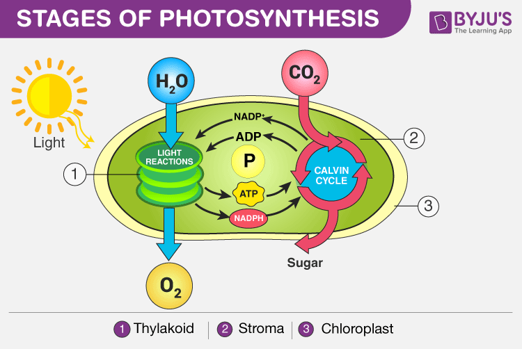 Photosynthesis Steps in a Chloroplast