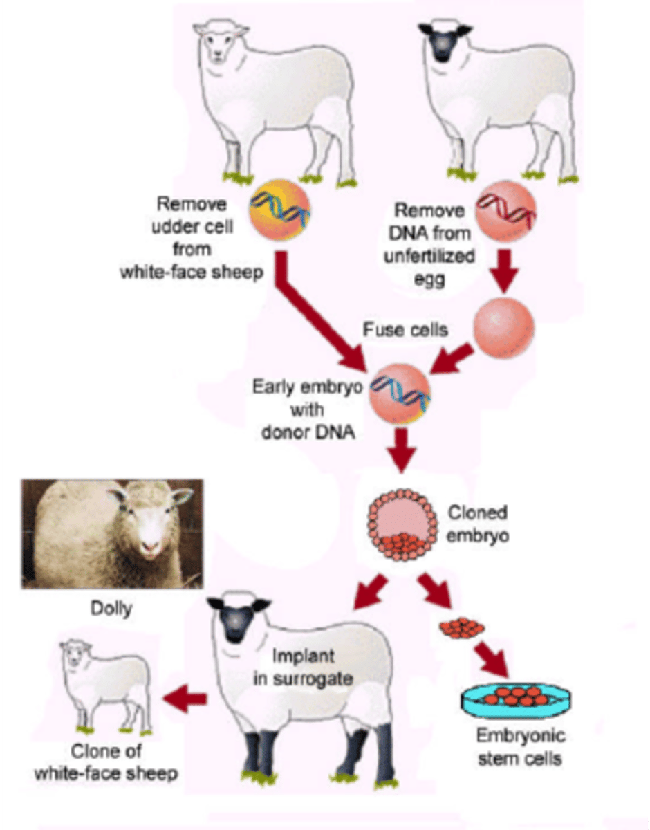 <p>1996 sheep (mammal) cloned by Scientists in Scotland</p>