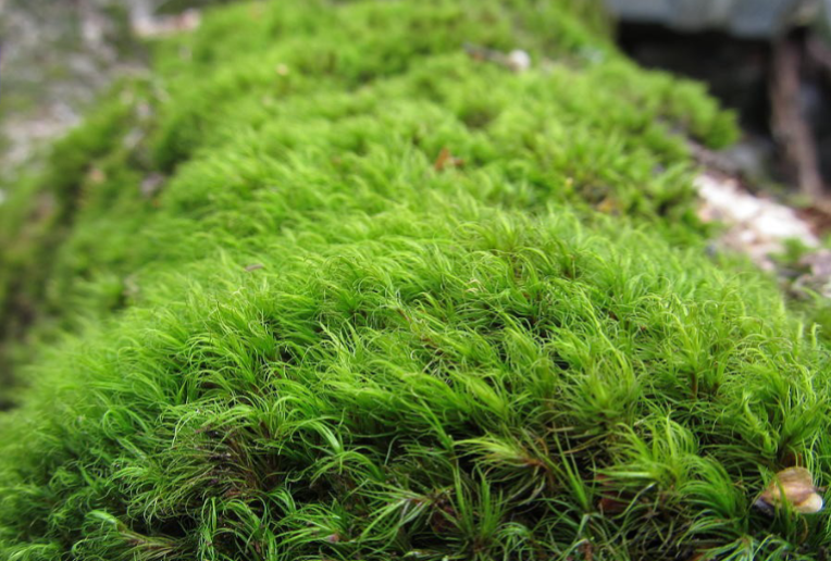 <p>A. Gametophyte</p>