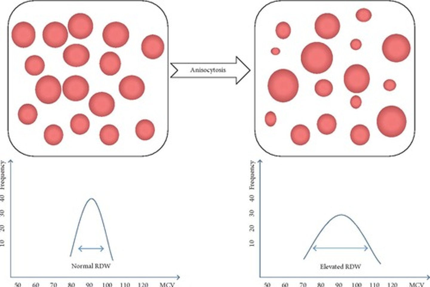 <p>measures the variety of how much and what size of RBCs</p>
