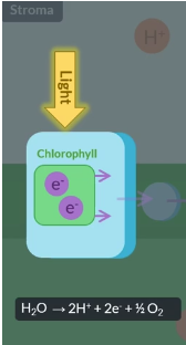 <p>water is split up via energy transferred from light into protons, oxygen atoms, electron. and occurs in the thylakoid space</p>