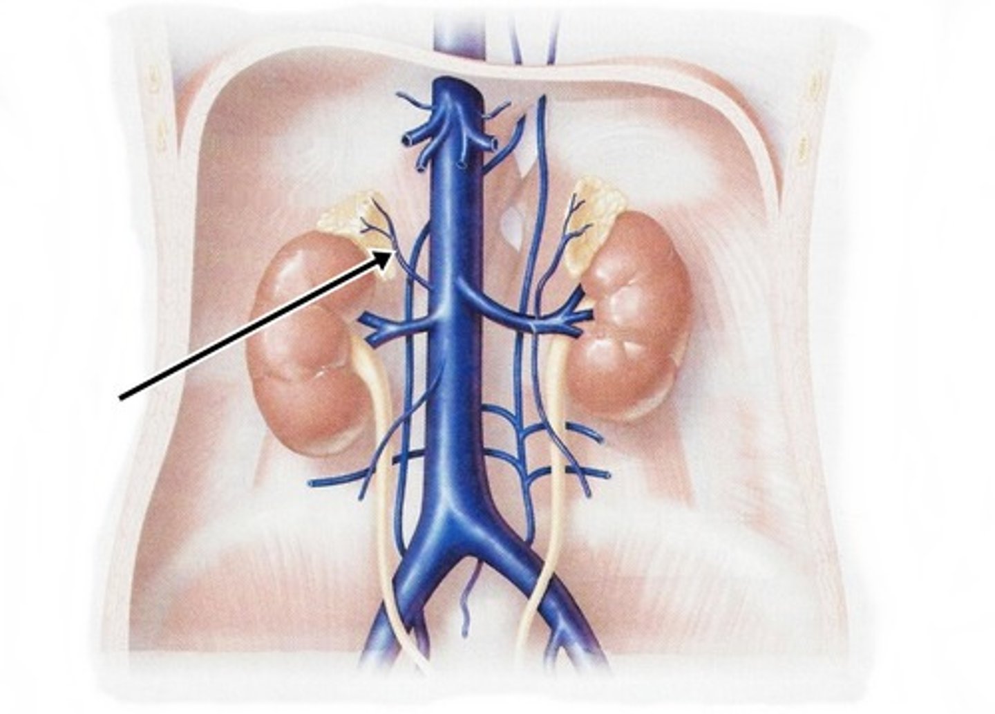 <p>run adjacent to the suprarenal arteries and drain into the inferior vena cava</p>