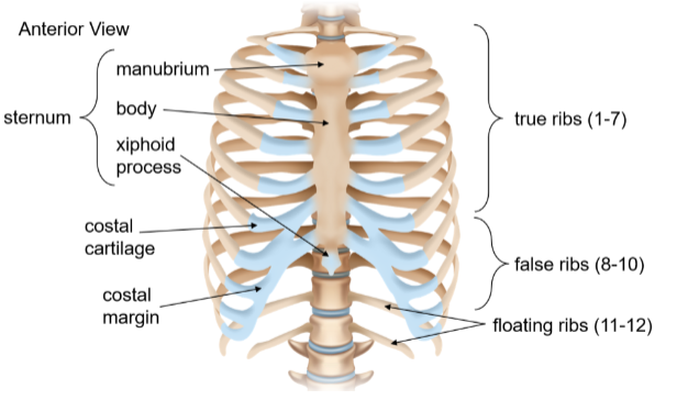 <p>Thoracic cage</p>