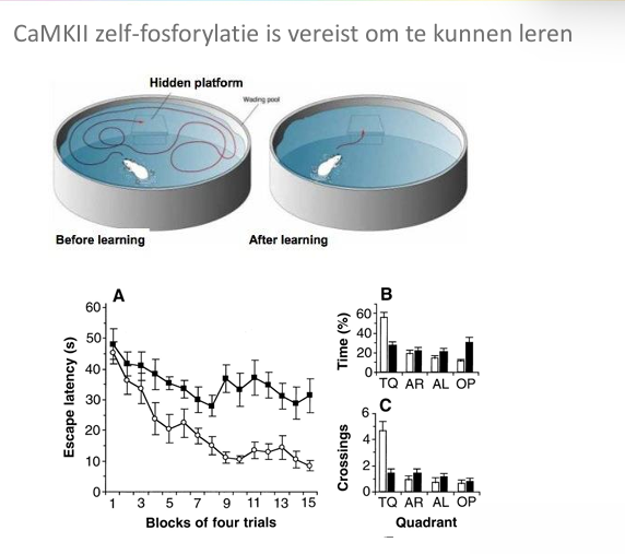 <ul><li><p>geheugen compleet afwezig!</p></li><li><p>dus LTP nodig voor geheugen</p></li></ul><p></p>