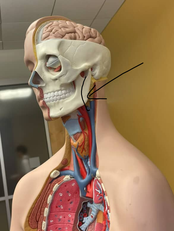 <p>smaller split off the side of either common carotid artery, supplying blood to the brain</p>