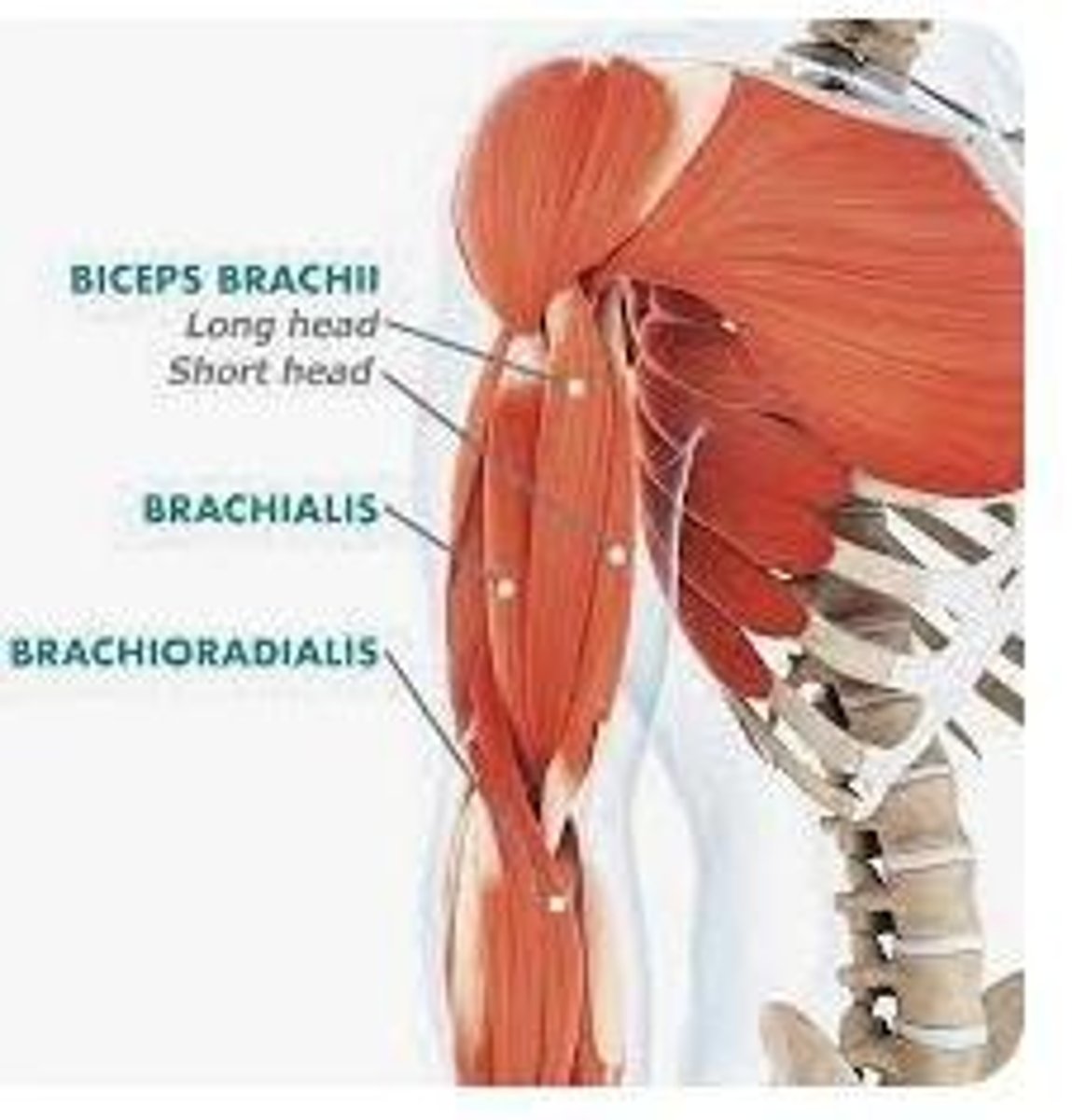 <p>Elbow and shoulder flexion, and supination of the forearm.</p>