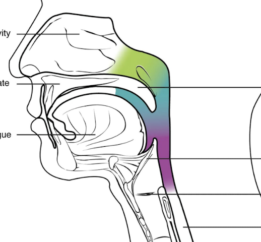 <p>What is highlighted in green?</p>