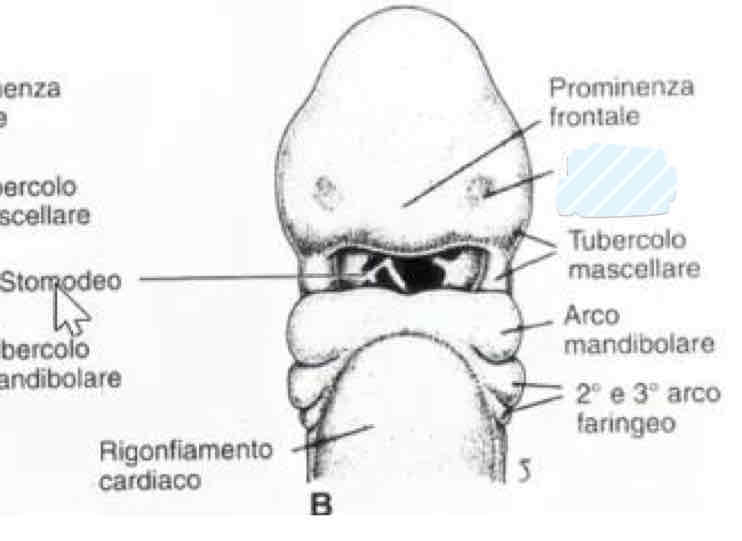 <p>Che strutture sono? Da che settimana si inizia a vederle?</p>