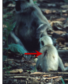 <p>killing of an infant</p><ul><li><p>by a conspecific (member of the same species)</p></li></ul><p>infant</p><ul><li><p>unweaning individual; still nursing (excluding juveniles etc.)</p></li></ul><p></p>