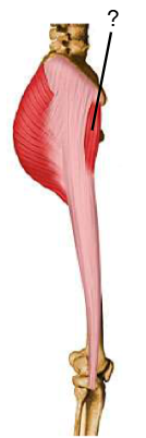 <p>Nom et caractéristiques de cette structure ?</p>