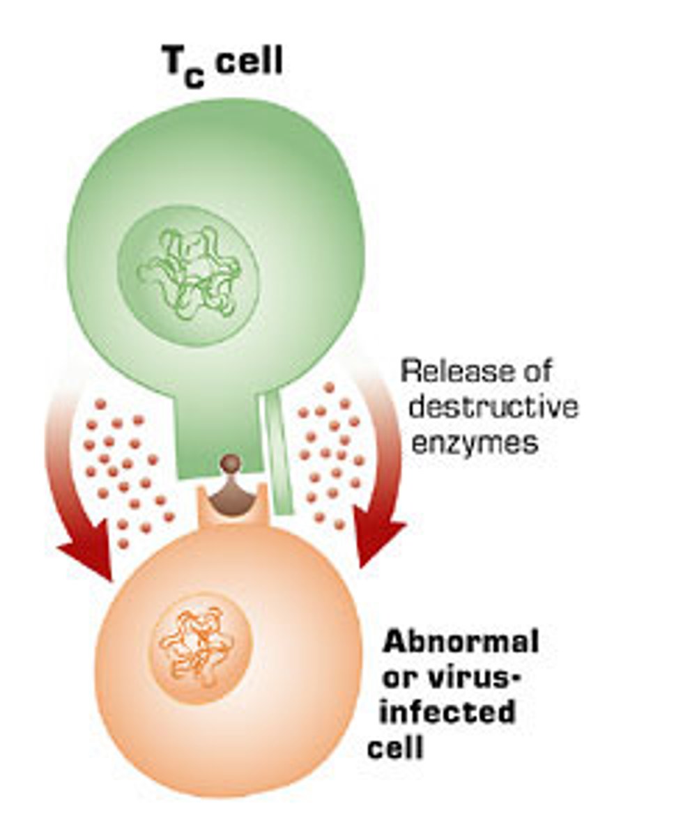 <p>Cytotoxic T Cells</p><p>- are the most potential cells, they attack and kill every which is infected with any kind of pathogen. They kill cancerous cells, damaged cells, and any cell that is infected, particularly by viruses</p><p>they are t-cell receptor bearer cells that bind to antigen specific to the receptor and attacks and kills them</p>
