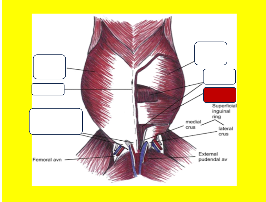 <p>Label the muscle</p>