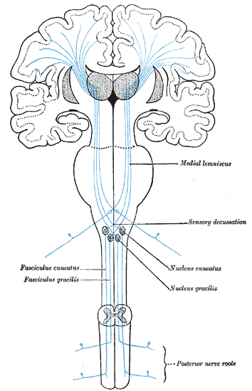 <p><strong>dorsal column-medial lemniscal</strong></p>