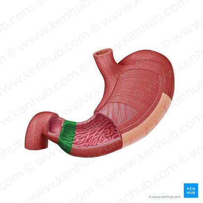 <p>the narrow passageway that leads from the pyloric antrum to the pyloric sphincter.</p>