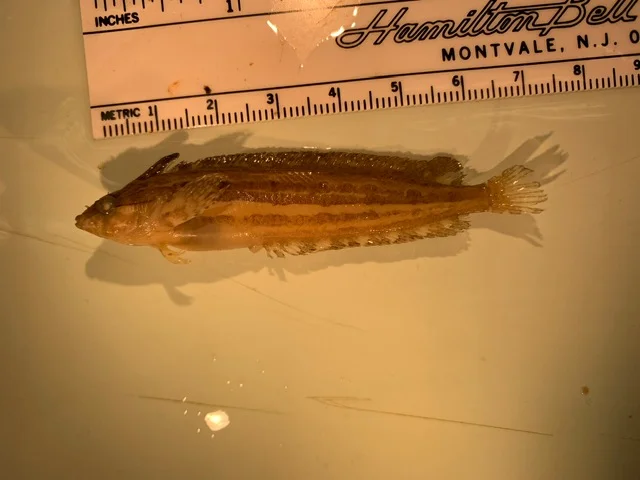 <p>What fish is this?</p>