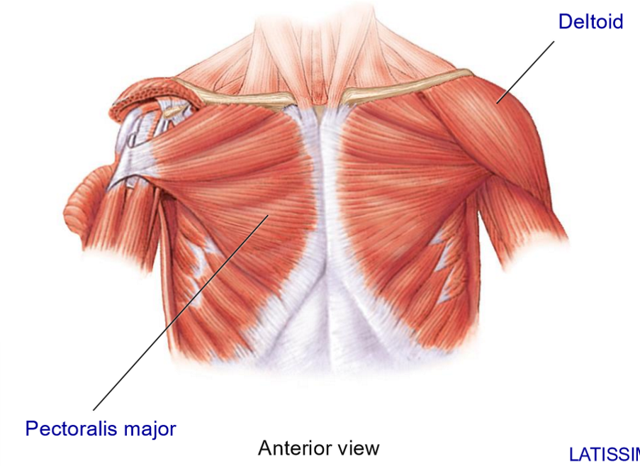 <p>Deltoid - Structure + Movements</p>