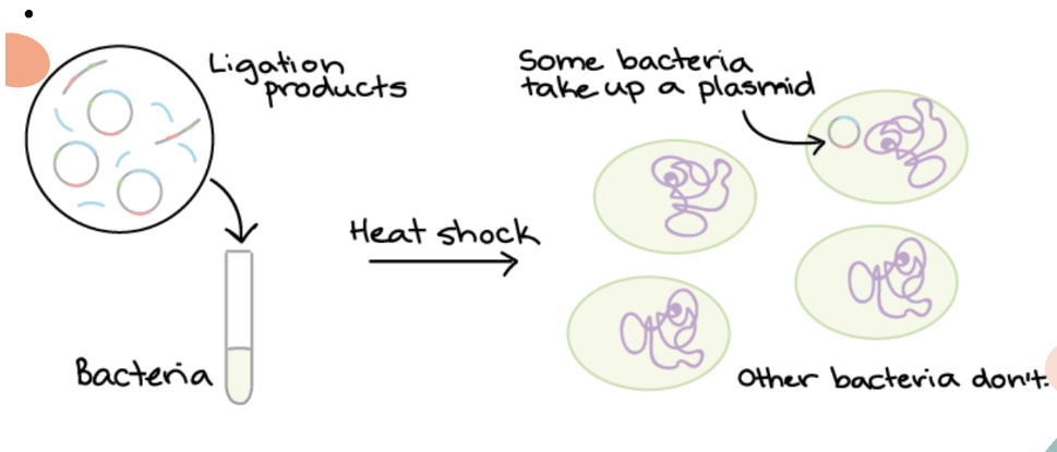 <p><strong>1. </strong>The recombinant plasmid combines with bacterial cells</p><p><strong>2. </strong>Mixture is treated with <strong>heat/electricity shock</strong> to encourage bacteria to take up the recombinant plasmid</p><p><strong>3. </strong>Bacteria that <strong>take up</strong> the recombinant plasmid are <strong>transformed</strong></p><p></p>