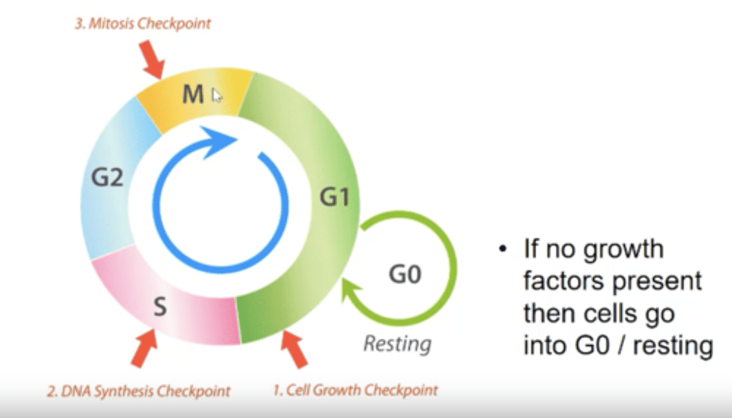 <p>G1 (+G0), S, G2, M</p>