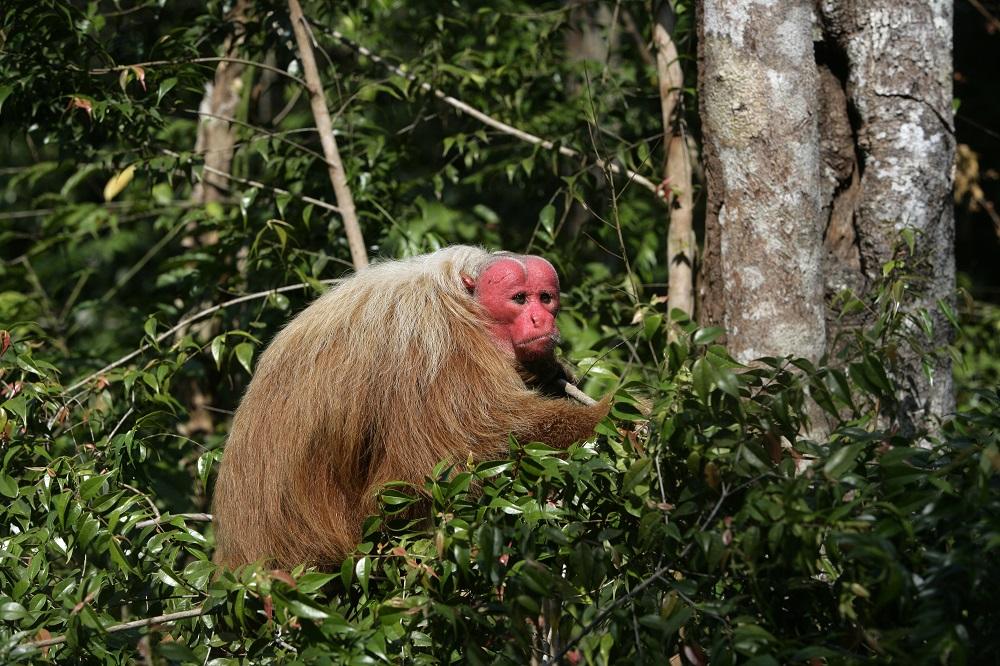 <p>Uakari</p>