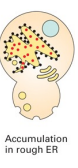 <p>What is the defective function, if the secretory proteins accumulate in the rough ER?</p>