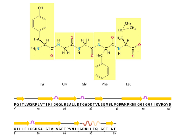 <p>the amino acid structure alone</p>