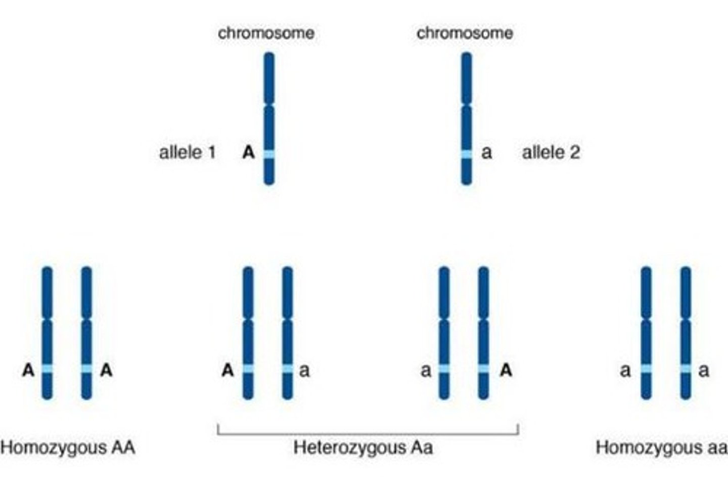 <p>Homozygous means having two of the same type of alleles, which can be either dominant (TT) or recessive (tt).</p>