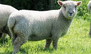 <p>A small, blocky sheep with a low-set body type and gray-colored face </p>