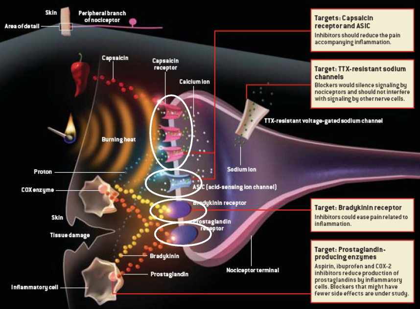 <ul><li><p>capsaicin receptor and ASIC: reduce pain accompanying inflammation</p></li><li><p>TTX-resistant sodium channels: silence signalling by nociceptors</p></li><li><p>bradykinin receptor: ease pain related to inflammation</p></li><li><p>prostaglandin producing enzymes: aspirin, ibuprofen, COX-2 inhibitors reduce prostaglandin production</p></li></ul><p></p>