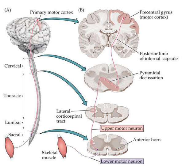 <p>describe the corticopsinal pathway</p>