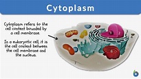 <p>The jelly-like substance within the cell membrane that surrounds the nucleus and contains organelles. </p>