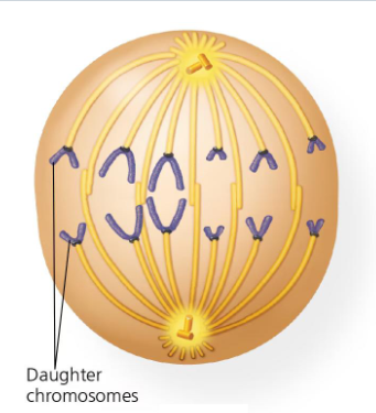 <p>shortest stage</p><p>chromosome segregation </p><p>cohesins at centromeres destroyed by separase</p><p>sister chromatids seperate and move to opposite poles</p><p>microtubules shorten to pull chromatids apart</p>
