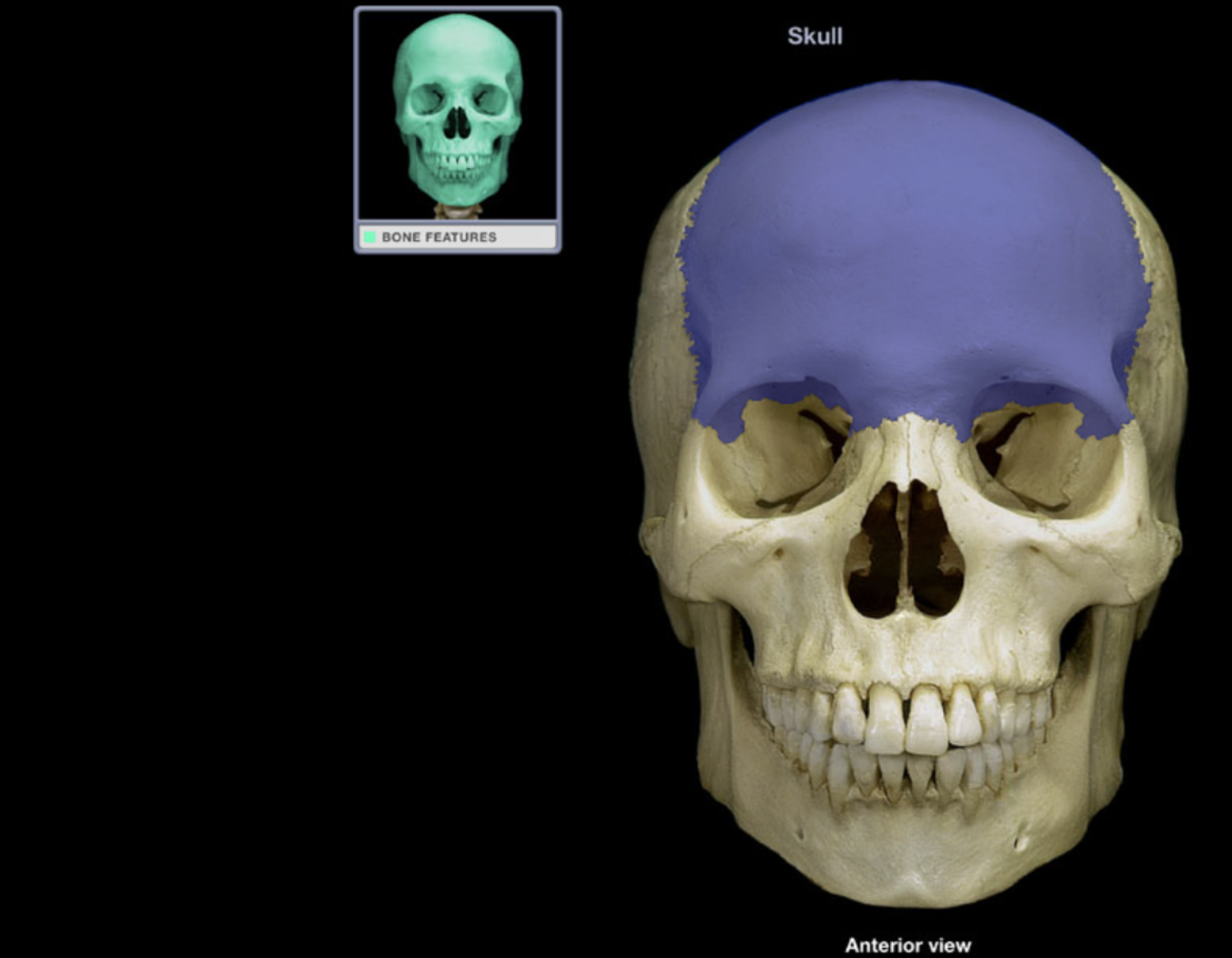 <p>Frontal bone</p>