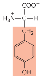 <p>Tyr, Y, aromatic </p>
