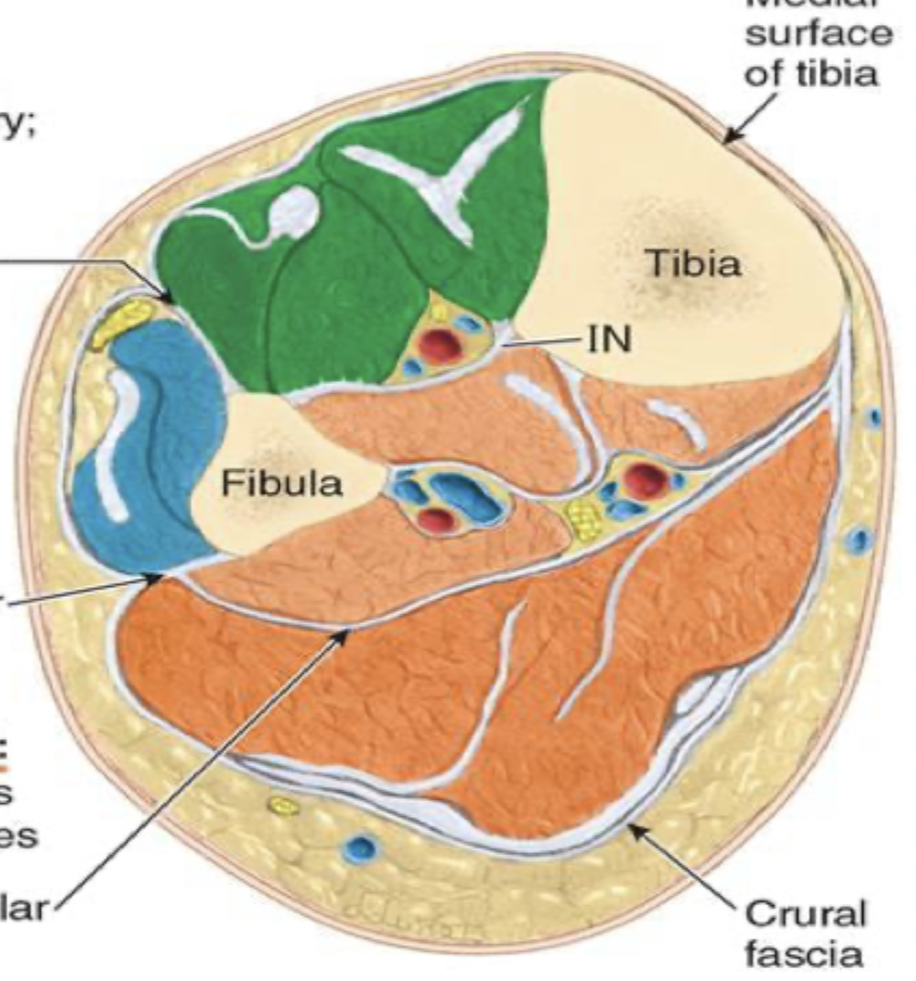 <p>muscles of the lower leg: green; blue; orange </p>