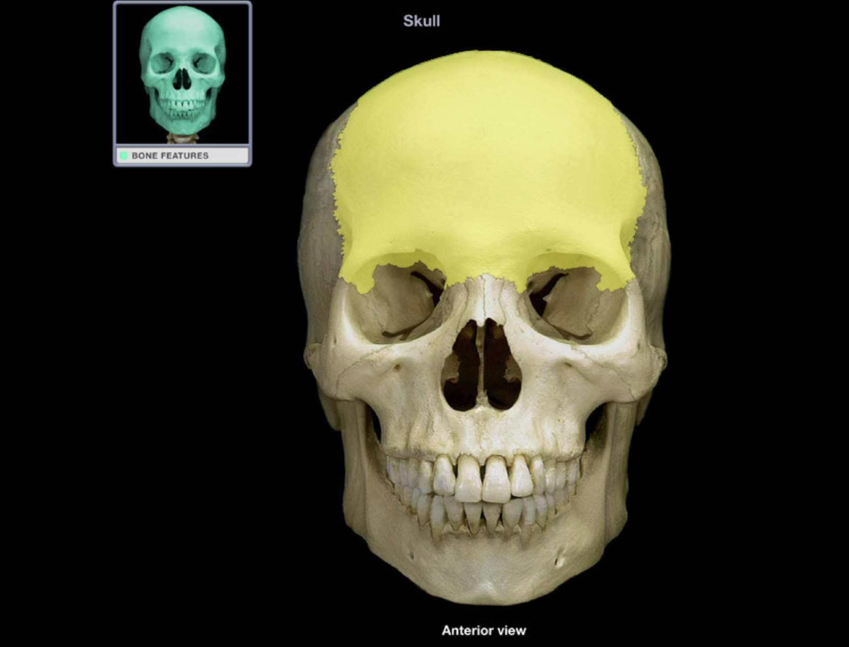 <p>Frontal bone</p>