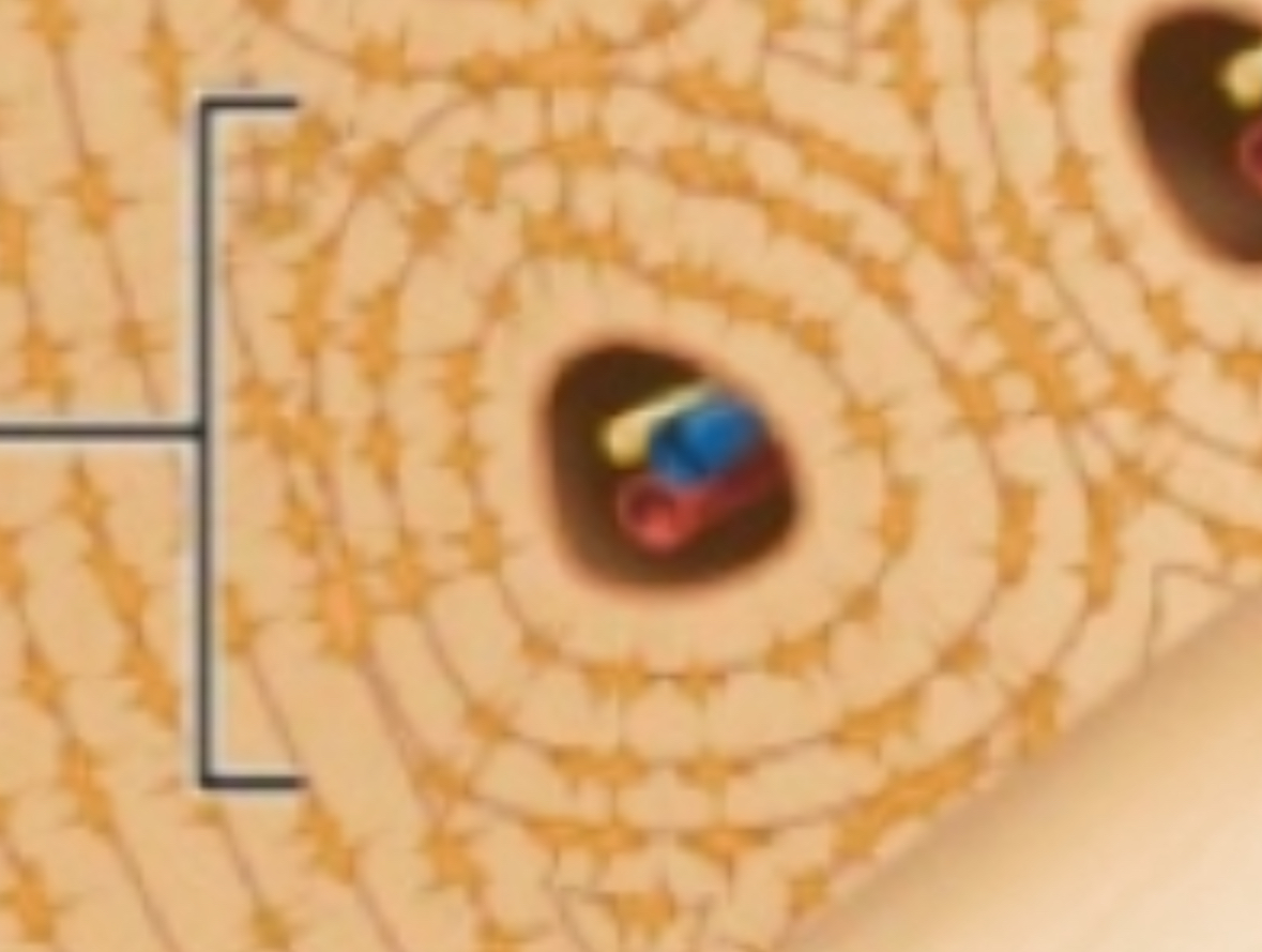 <p>The whole circular unit of compact bone.</p>