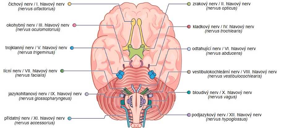 <p>XI. Přídatný nerv (n. accessorius)</p>