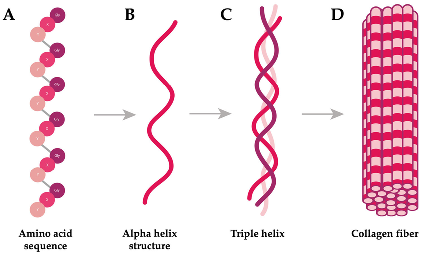 <ul><li><p>fibrous protein</p></li><li><p><span><span>consists of 3 polypeptide chains each in a helical shape</span></span></p></li><li><p><span><span>3 polypeptides are wound together creating a triple helix</span></span></p></li><li><p>strands are held together by H and console by bonds</p></li><li><p>every 3rd amino acid is <strong>glycine</strong></p></li><li><p>each 3 stranded molecule interacts with other collagen molecules running parallel to it</p></li><li><p>covalent bonds form between R groups of amino acids forming fibrils</p></li><li><p>many fibrils lie alongside each other forming strong bonds called fibre</p></li><li><p>flexible but has high tensile strength</p></li></ul><p></p>