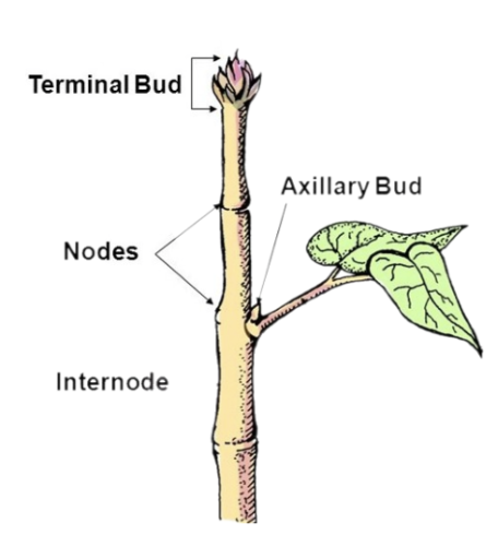 An **above ground structure** consisting of stems, leaves, and flowers 