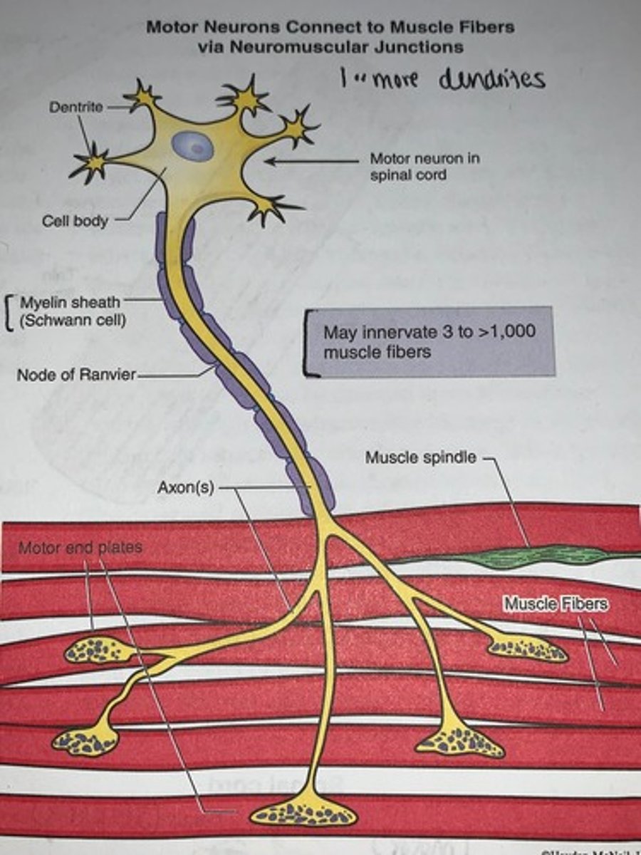 <p>connect to muscle fibers via neuromuscular junctions</p>