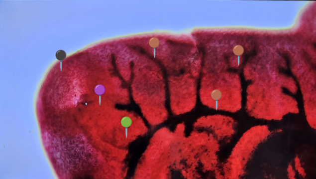 <p><strong><em>Fasciola hepatica</em></strong></p><p>(Postać dojrzała)</p><p></p><p></p><p><strong>Organelle:</strong></p><p></p><ul><li><p><span data-name="red_circle" data-type="emoji">🔴</span><span data-name="yellow_circle" data-type="emoji">🟡</span><span data-name="green_circle" data-type="emoji">🟢</span><span data-name="blue_circle" data-type="emoji">🔵</span><span data-name="purple_circle" data-type="emoji">🟣</span><span data-name="black_circle" data-type="emoji">⚫</span><span>️</span><span data-name="white_circle" data-type="emoji">⚪</span><span data-name="brown_circle" data-type="emoji">🟤</span></p></li></ul><p></p><ul><li><p><span data-name="red_circle" data-type="emoji">🔴</span><span data-name="yellow_circle" data-type="emoji">🟡</span><span data-name="green_circle" data-type="emoji">🟢</span><span data-name="blue_circle" data-type="emoji">🔵</span><span data-name="purple_circle" data-type="emoji">🟣</span><span data-name="black_circle" data-type="emoji">⚫</span><span>️</span><span data-name="white_circle" data-type="emoji">⚪</span><span data-name="brown_circle" data-type="emoji">🟤</span></p></li></ul><p></p><ul><li><p><span data-name="red_circle" data-type="emoji">🔴</span><span data-name="yellow_circle" data-type="emoji">🟡</span><span data-name="green_circle" data-type="emoji">🟢</span><span data-name="blue_circle" data-type="emoji">🔵</span><span data-name="purple_circle" data-type="emoji">🟣</span><span data-name="black_circle" data-type="emoji">⚫</span><span>️</span><span data-name="white_circle" data-type="emoji">⚪</span><span data-name="brown_circle" data-type="emoji">🟤</span></p></li></ul><p></p><ul><li><p><span data-name="red_circle" data-type="emoji">🔴</span><span data-name="yellow_circle" data-type="emoji">🟡</span><span data-name="green_circle" data-type="emoji">🟢</span><span data-name="blue_circle" data-type="emoji">🔵</span><span data-name="purple_circle" data-type="emoji">🟣</span><span data-name="black_circle" data-type="emoji">⚫</span><span>️</span><span data-name="white_circle" data-type="emoji">⚪</span><span data-name="brown_circle" data-type="emoji">🟤</span></p></li></ul><p></p><p></p><p><strong>Parazytoza:</strong><em> Fascjoloza</em></p>