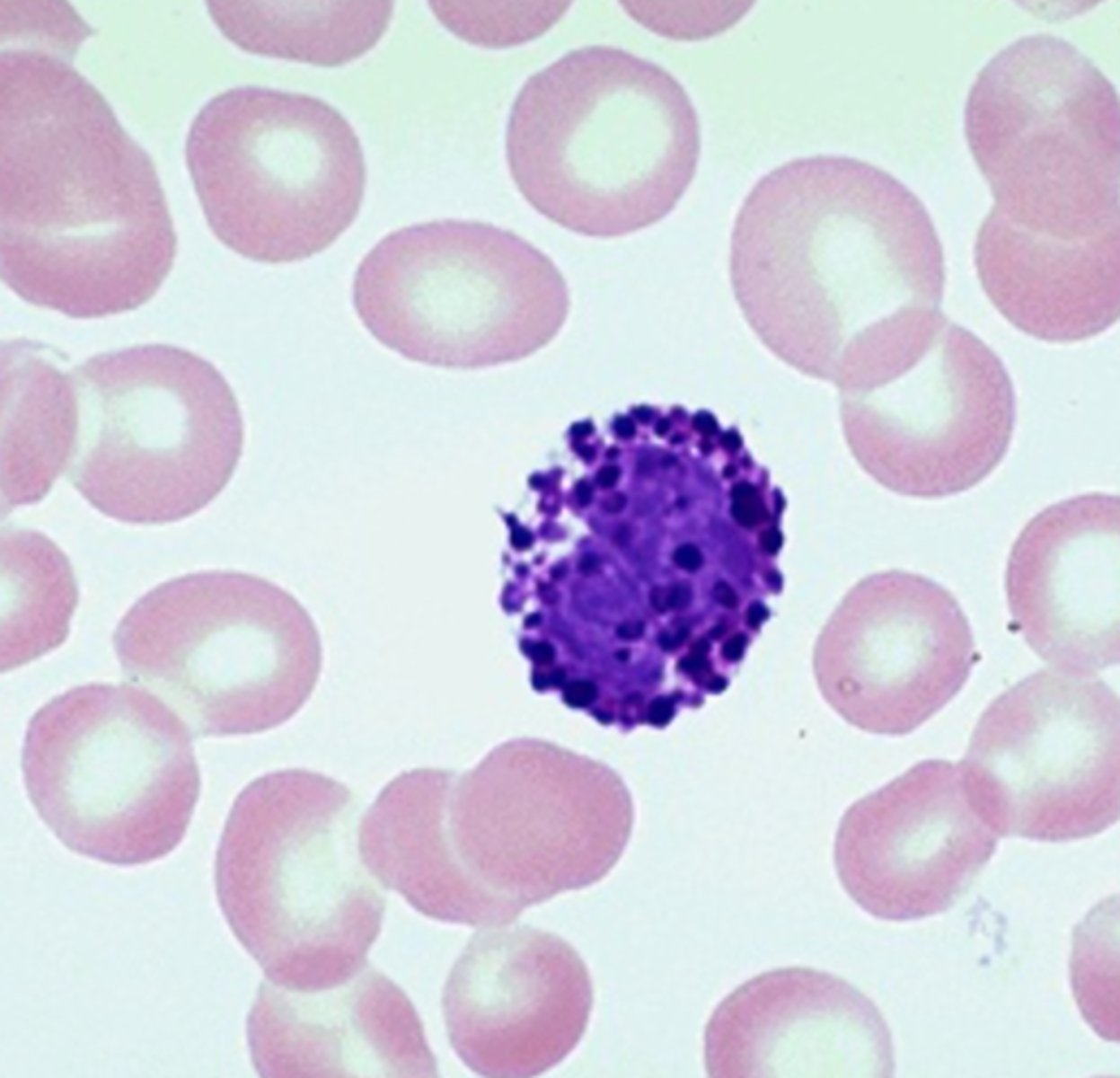 <p>what leukocyte is this?</p>