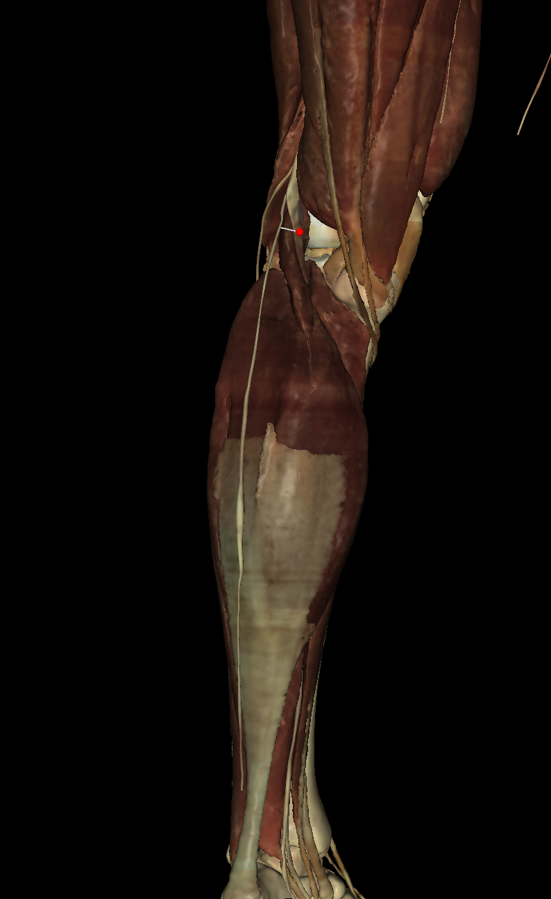 <p>Identify the Structure</p>
