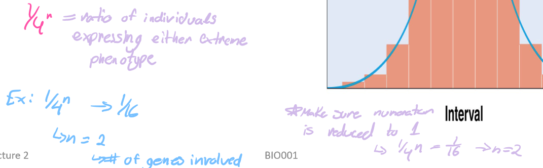 <ul><li><p>grain colour in wheat</p></li><li><p>may be b/c of additive alleles </p></li><li><p>may show normal distribution within population</p></li><li><p>can estimate number of genes involved (n)</p></li></ul><p></p>