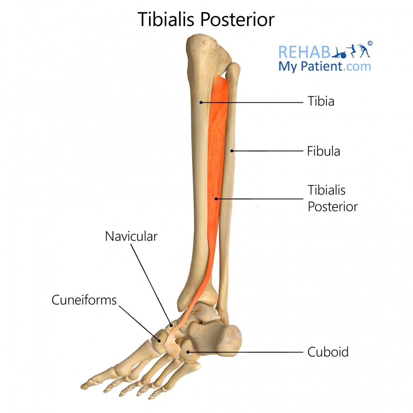 <p>Tibialis posterior</p>