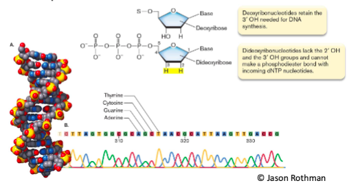 <ul><li><p>sanger sequencing </p></li></ul><p></p>
